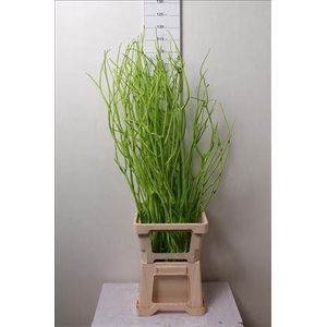 Mitsumata Col Appelgroen