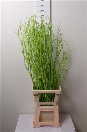 <h4>Mitsumata Col Appelgroen</h4>