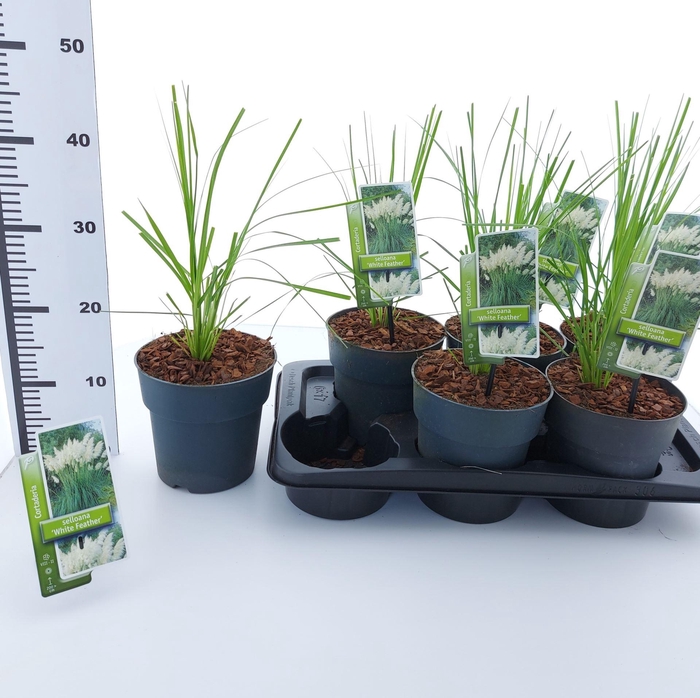 <h4>Cortaderia selloana</h4>