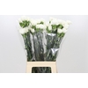 Dianthus St Moonlight