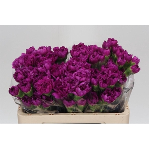 Anjer Kort Happy Gema