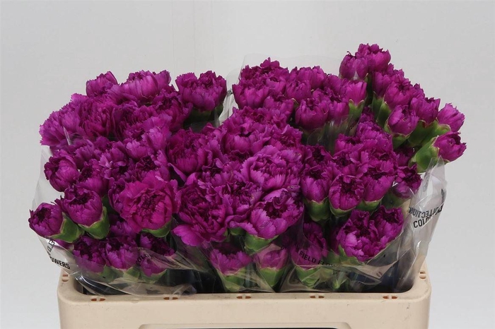 <h4>Anjer Kort Happy Gema</h4>