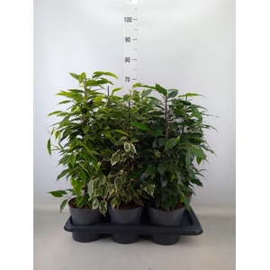 Ficus benja.   ...mix