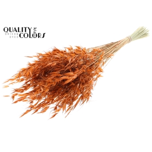 Avena Wild per bunch Terracotta
