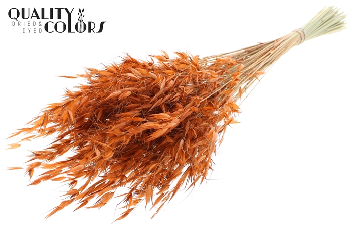 Avena Wild per bunch Terracotta