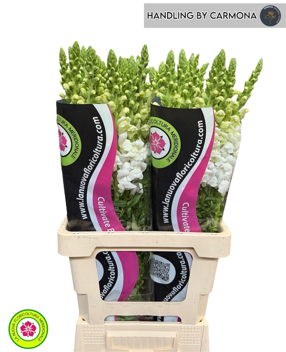 <h4>ANTIR POTO WHITE</h4>