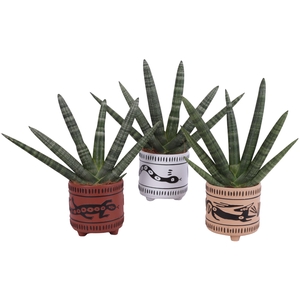 Sansevieria Cylindrica Handshake in Ø14cm Ceramic EV664