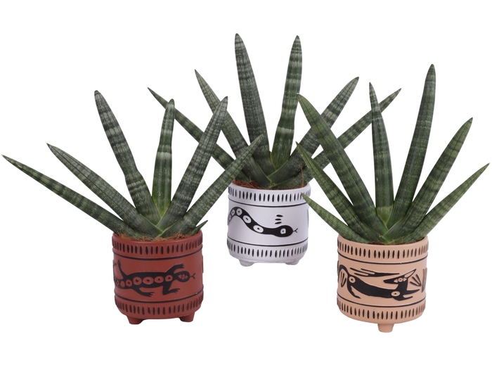 <h4>Sansevieria Cylindrica Handshake in Ø14cm Ceramic EV664</h4>