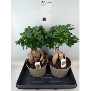 Ficus microcarpa 'Ginseng'