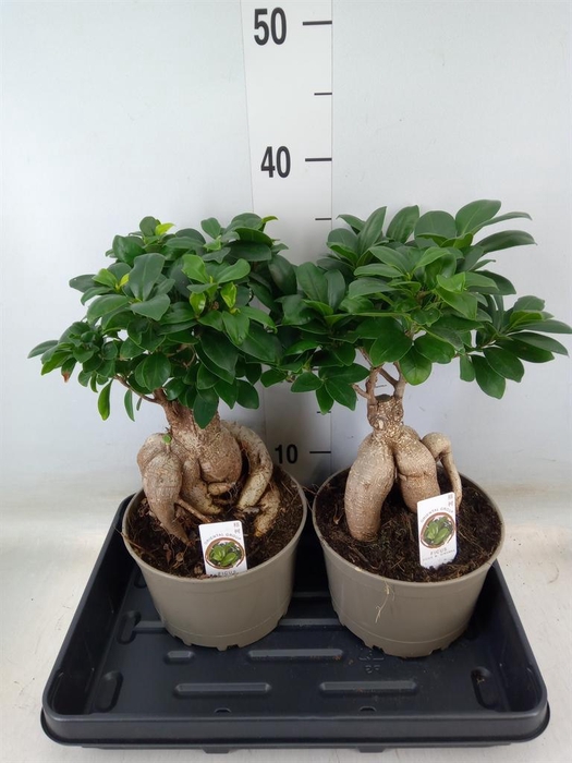 <h4>Ficus microcarpa 'Ginseng'</h4>
