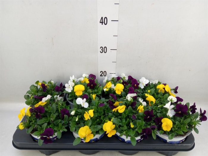 <h4>Viola   ...tricolor</h4>