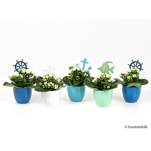 KALANCHOE BLOSSF p6 E 4620