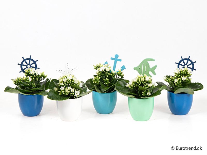 <h4>KALANCHOE BLOSSF p6 E 4620</h4>