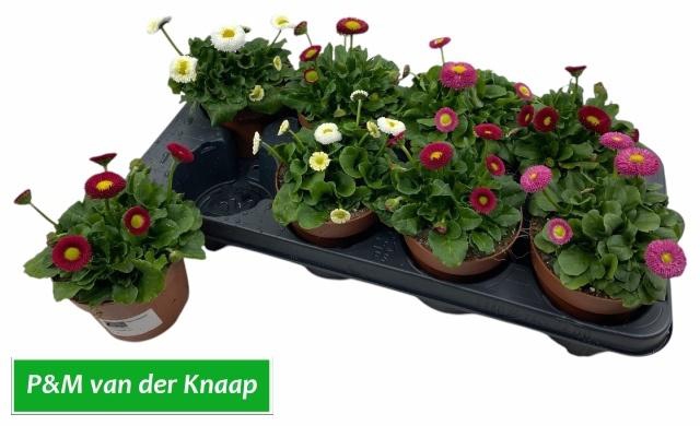 <h4>BELLIS P KL BEL GEM</h4>