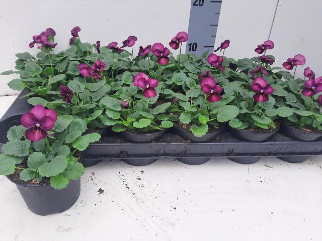 <h4>VIO CO EM CARMINE</h4>