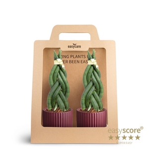 2-Pack Nordic Aubergine, Braid P7