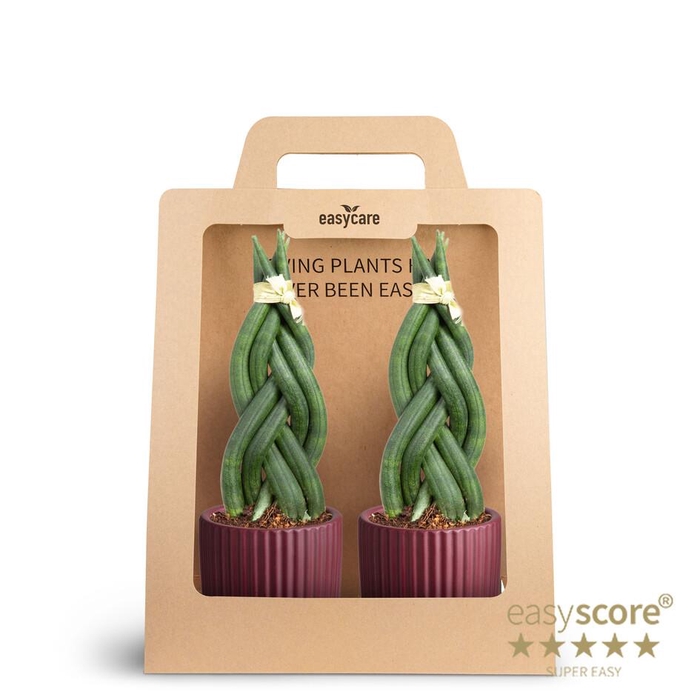 <h4>2-Pack Nordic Aubergine, Braid P7</h4>
