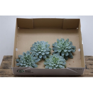 Echeveria Zonnestraal Middel X4