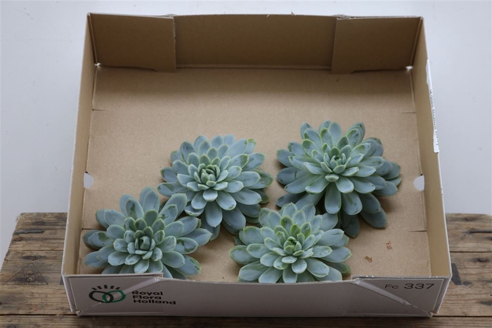 Echeveria Zonnestraal Middel X4