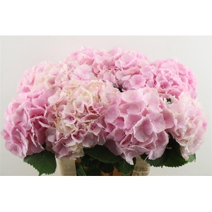 Hydr M Verena Pink 60-19