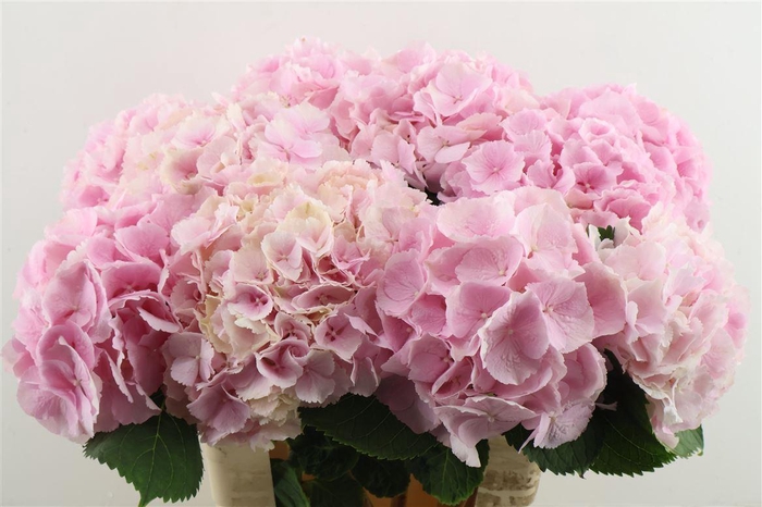 <h4>Hydr M Verena Pink 60-19</h4>