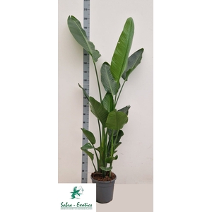 STRELITZIA ALBA