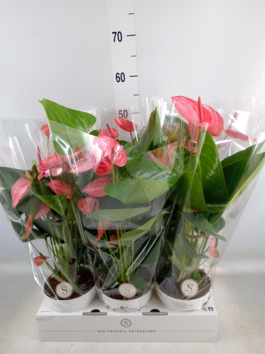 <h4>Anthurium andr. 'Livium Ruby'</h4>