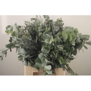 Euc Cinerea Per Bunch Za Extra 300 Gram
