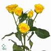 Rosa spray yellow babe