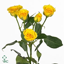 <h4>Rosa spray yellow babe</h4>