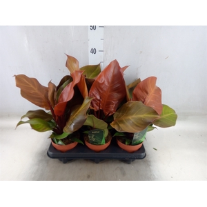 Philodendron  'Sunlight'