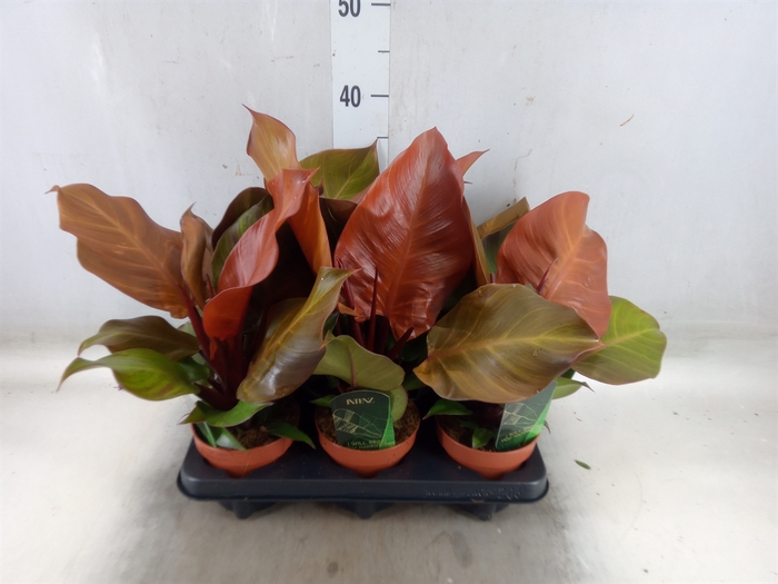 <h4>Philodendron  'Sunlight'</h4>