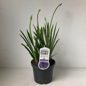 Agapanthus 'Dr Brouwer'