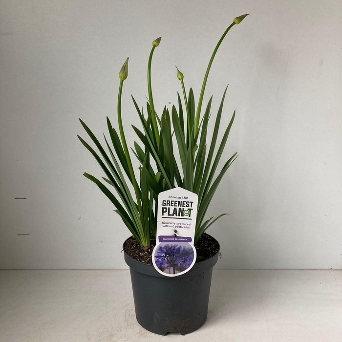 <h4>Agapanthus 'Dr Brouwer'</h4>