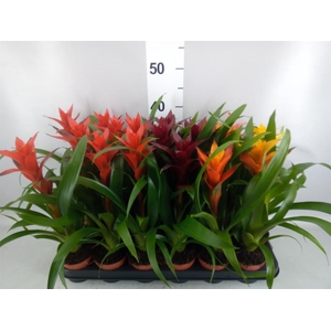 Guzmania   ...mix