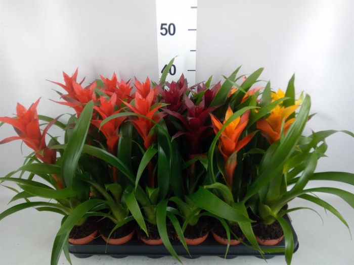 <h4>Guzmania   ...mix</h4>