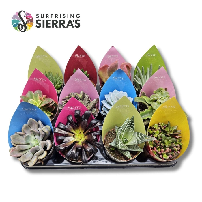 <h4>Surprising® - Succulents Deluxe</h4>