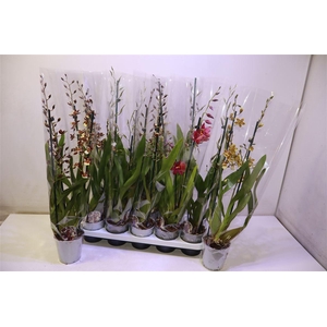 arr8 Cambria Grp Gem