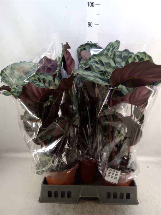 Calathea   ...