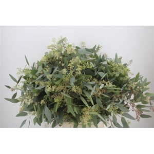 Euca Populus Berry 300gr P Bunch