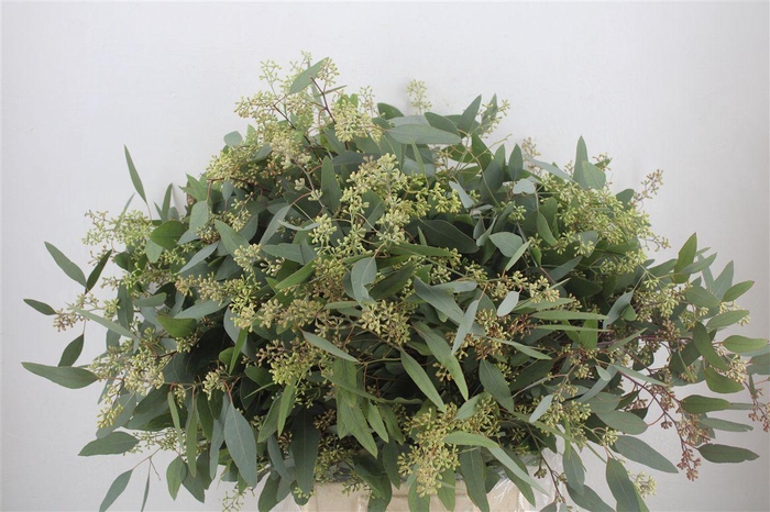 <h4>Euca Populus Berry 300gr P Bunch</h4>