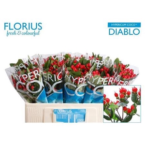 Hyp Coco Diablo 50cm Vertakt