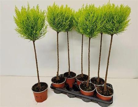 <h4>Cupressus macrocarpa 'Goldcrest' diverse vormen</h4>
