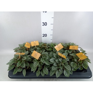 Peperomia  'Napoli Nights'