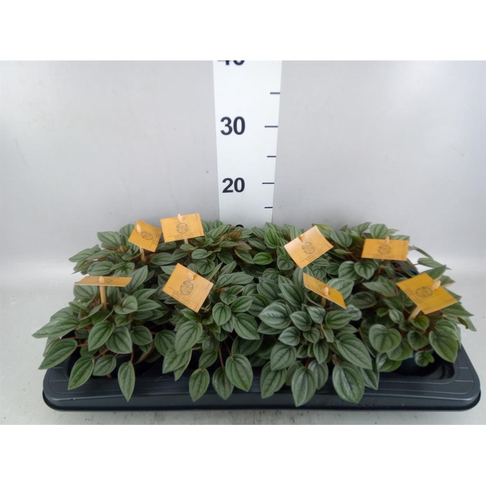 <h4>Peperomia 'Napoli Nights'</h4>