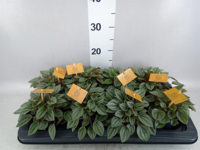 Peperomia  'Napoli Nights'