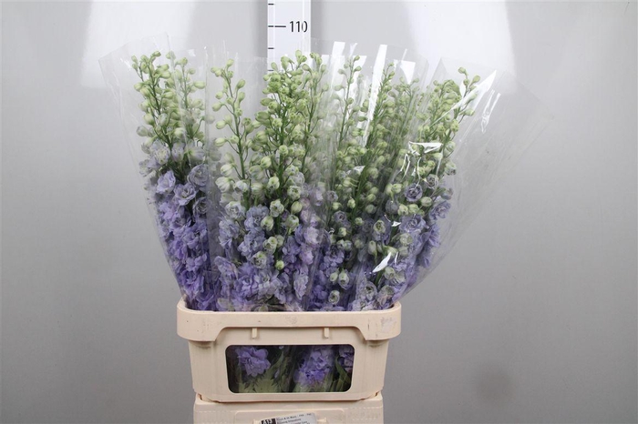 <h4>Delph Du Lavender Love</h4>