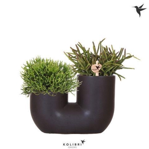 Kolibri Greens Rhipsalis mix in Tube pot black