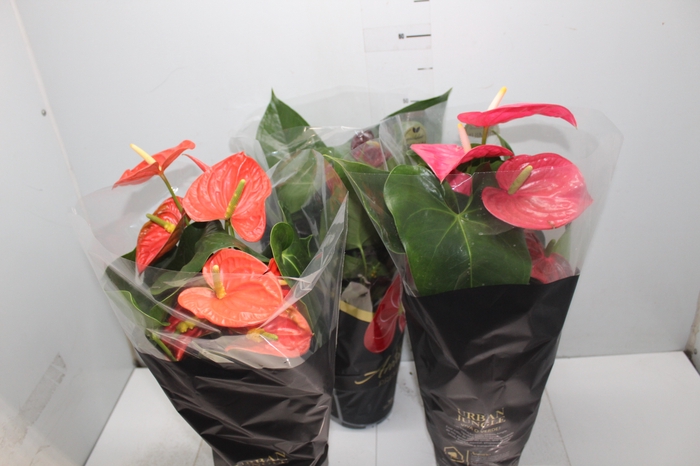 <h4>ANTHURIUM VARIADO P17 PREMIUM</h4>