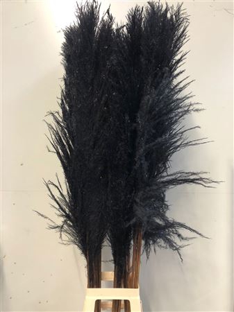 <h4>Cortaderia Black</h4>